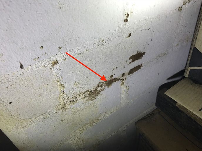 Mould Assessment Services in NSW