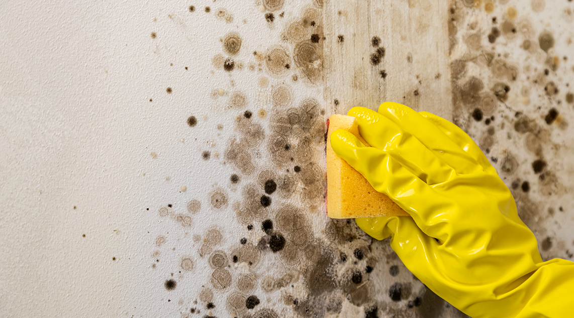 Professional mould inspection services in Sydney